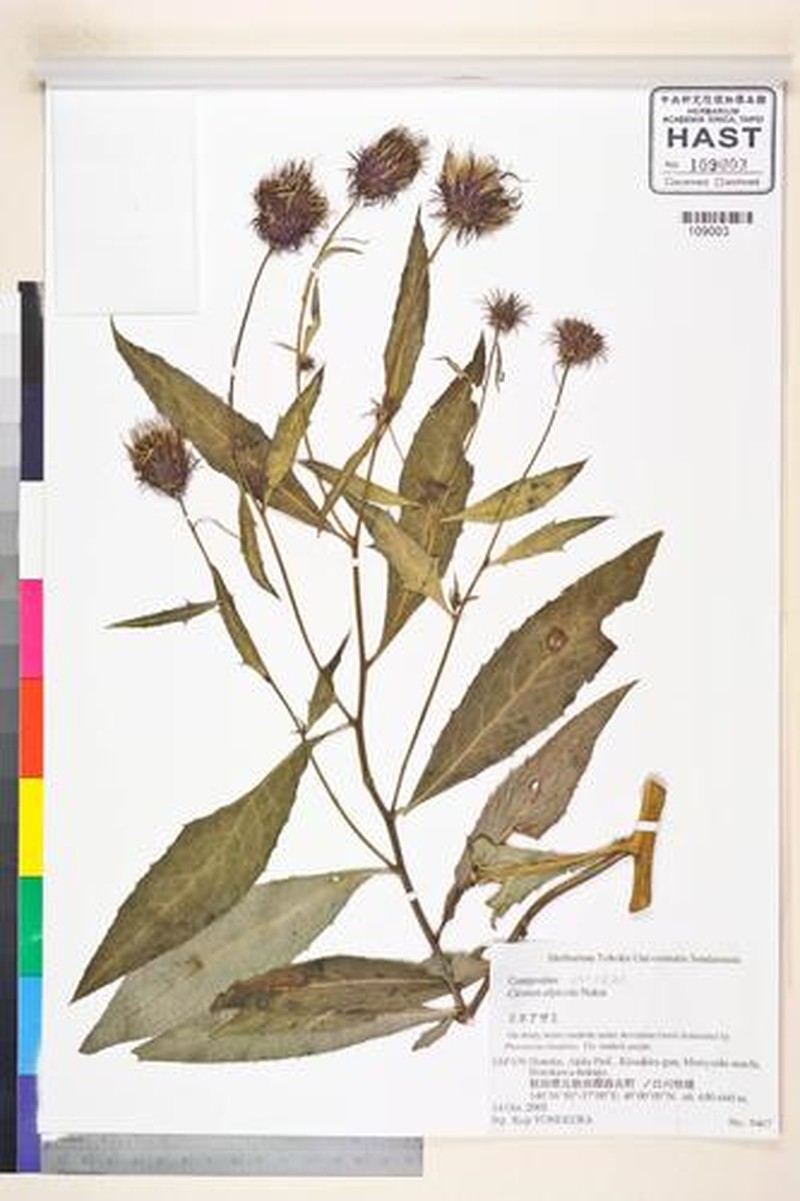 Cirsium alpicola photo 2