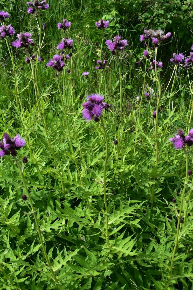 Cirsium alsophilum