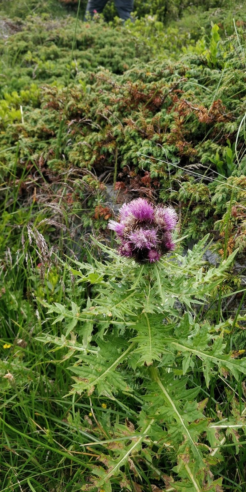 Cirsium alsophilum photo 2