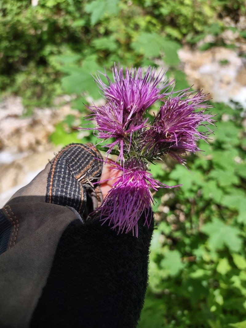 Cirsium alsophilum photo 3