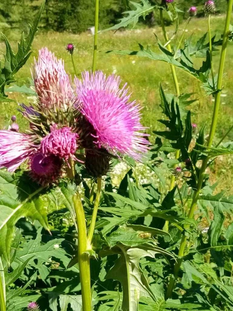 Cirsium alsophilum photo 4