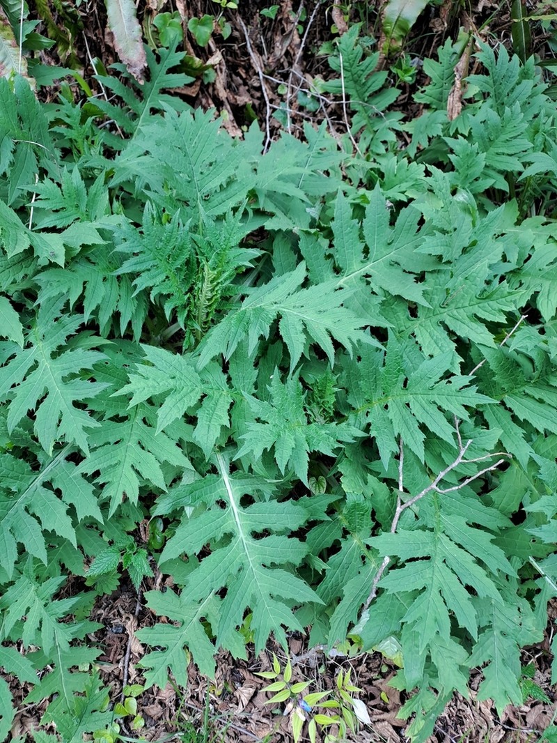 Cirsium alsophilum photo 5