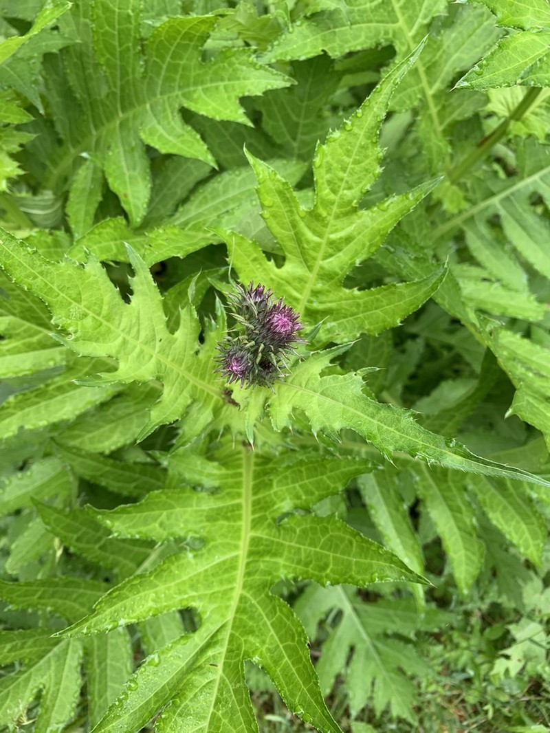 Cirsium alsophilum photo 6