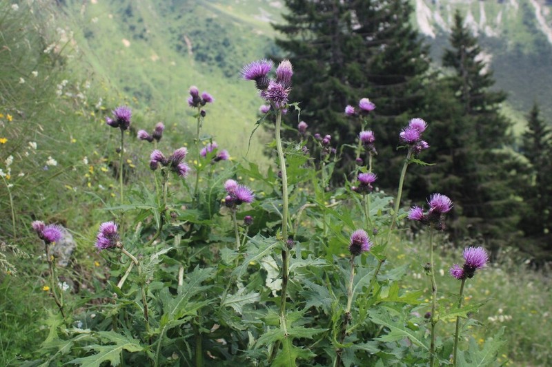 Cirsium alsophilum photo 7