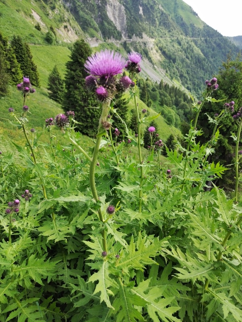 Cirsium alsophilum photo 8