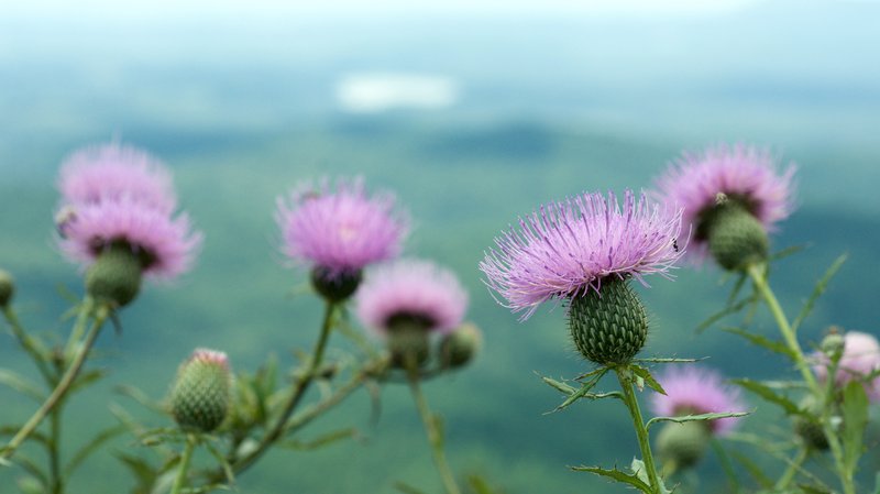 Tall Thistle