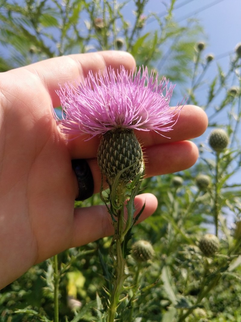Tall Thistle photo 2