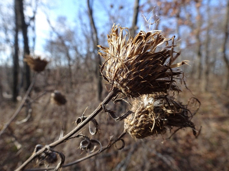 Tall Thistle photo 3