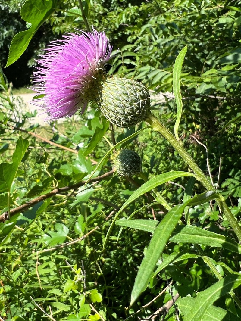 Tall Thistle photo 4