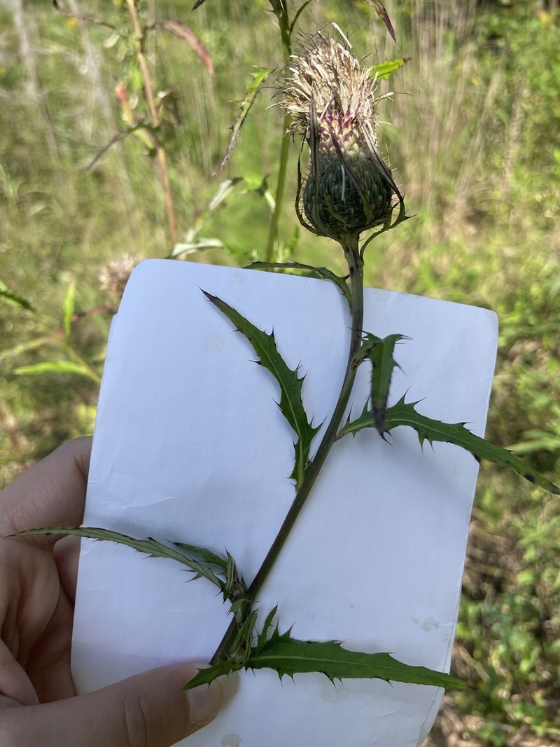 Tall Thistle photo 5