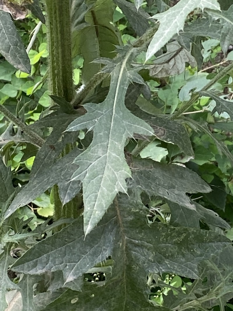 Tall Thistle photo 6
