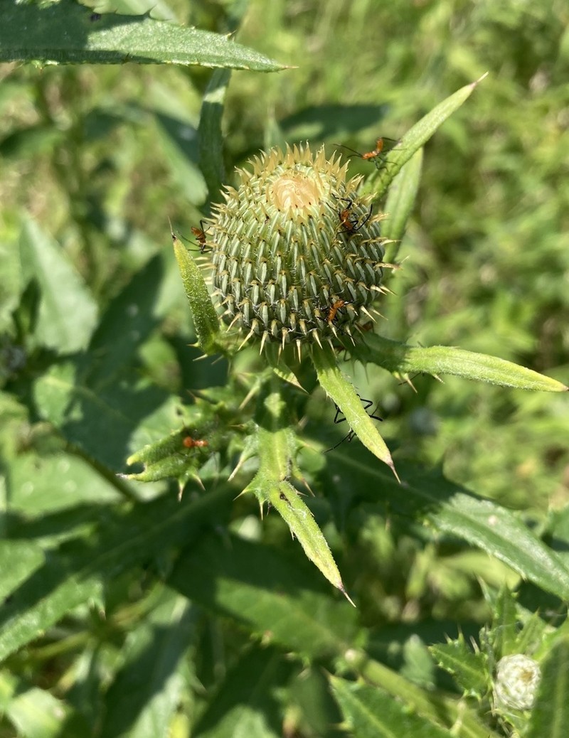 Tall Thistle photo 7