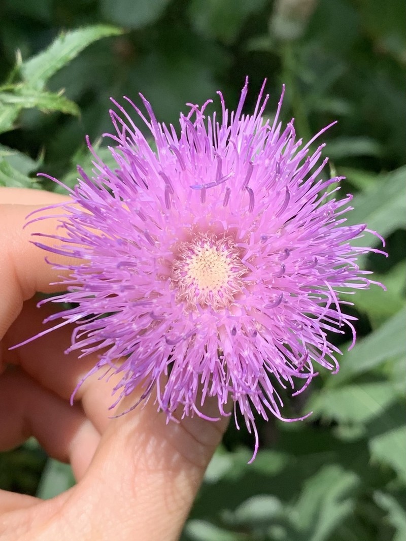Tall Thistle photo 8