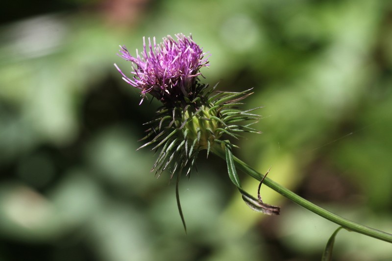 Cirsium amplexifolium photo 2