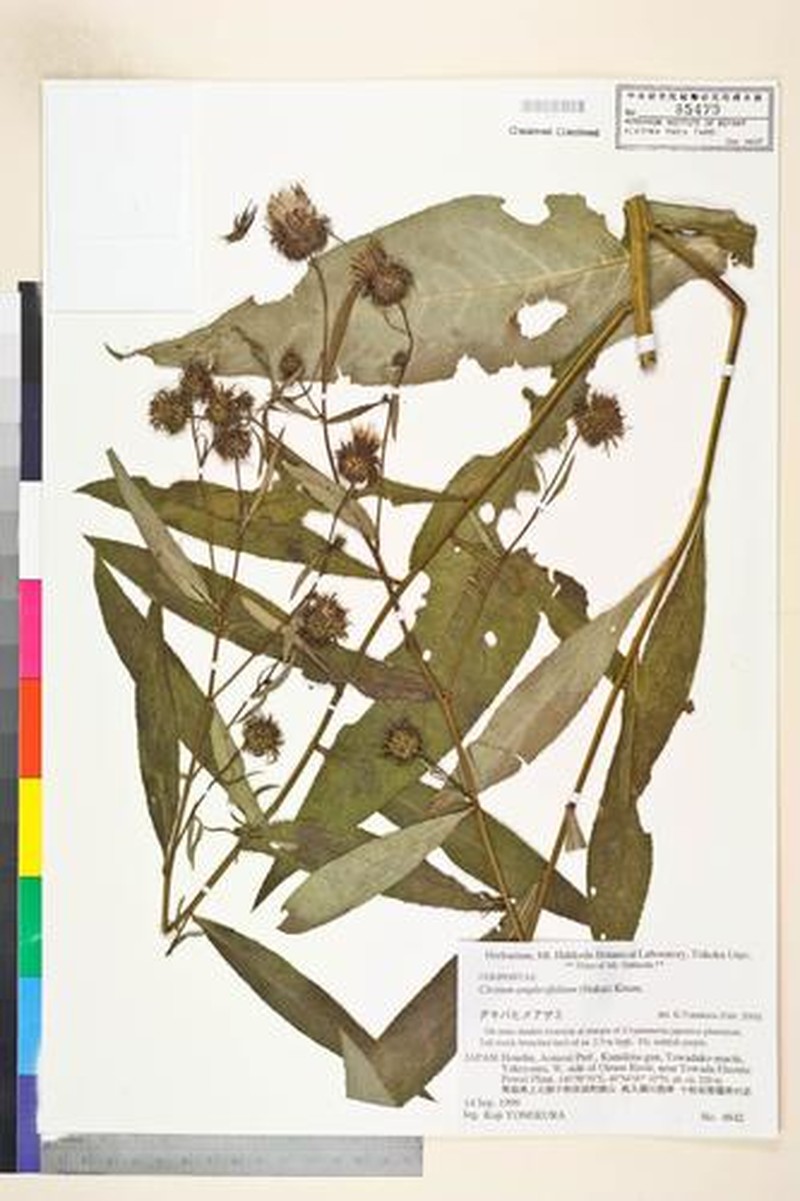 Cirsium amplexifolium photo 3
