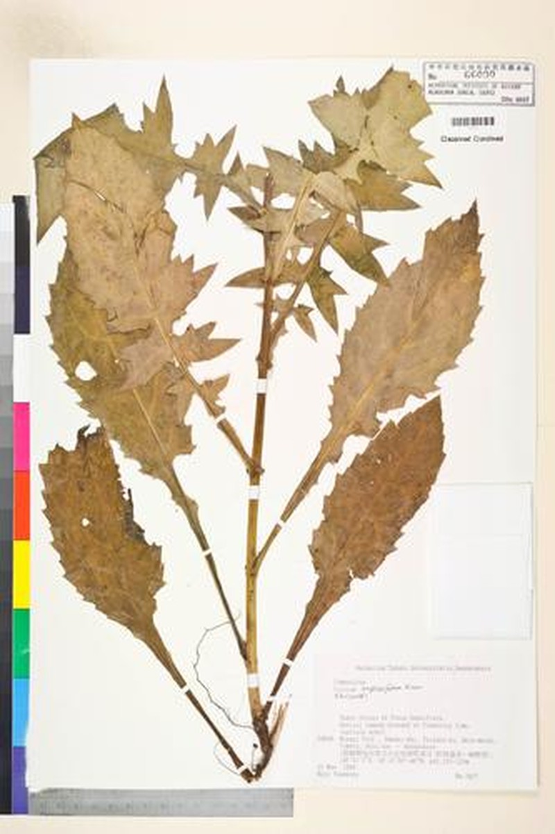 Cirsium amplexifolium photo 4