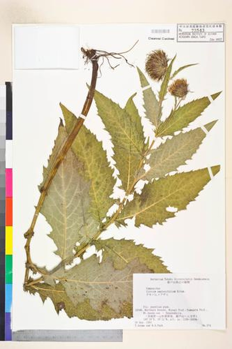 Cirsium amplexifolium photo 5