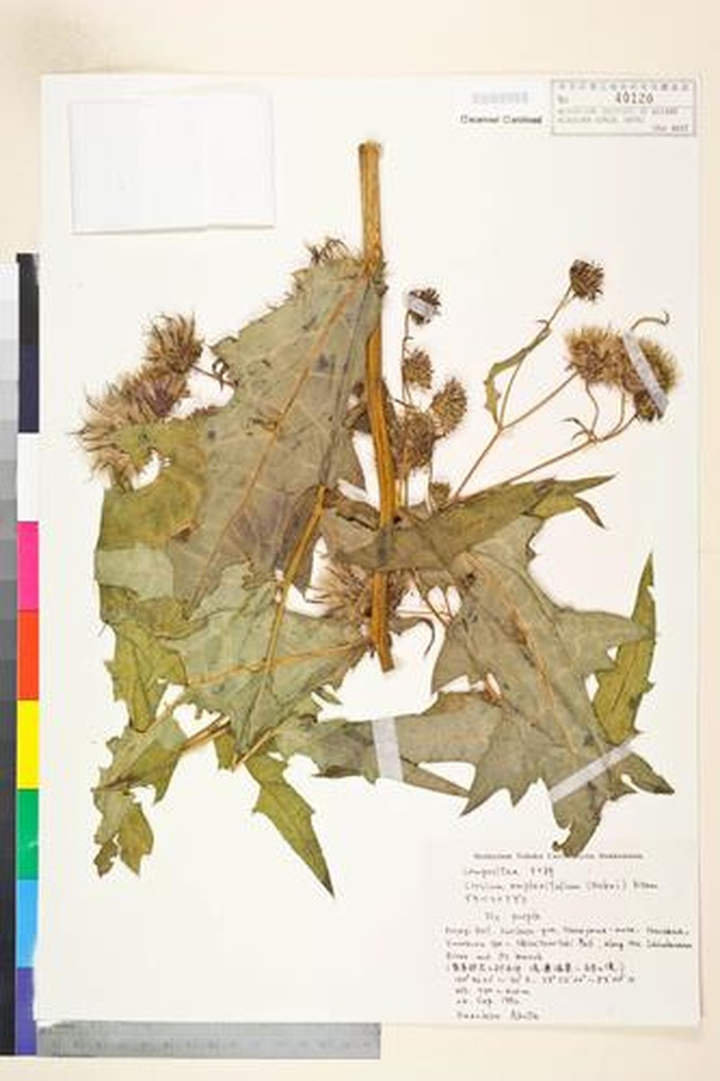 Cirsium amplexifolium photo 6