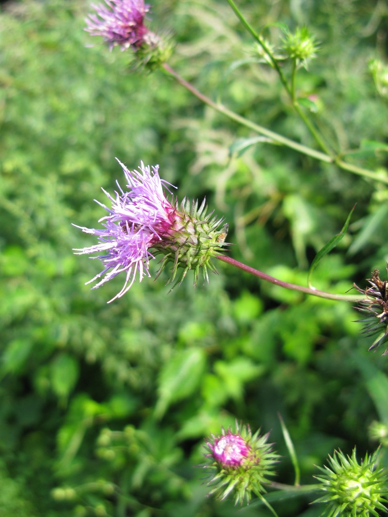 Cirsium amplexifolium