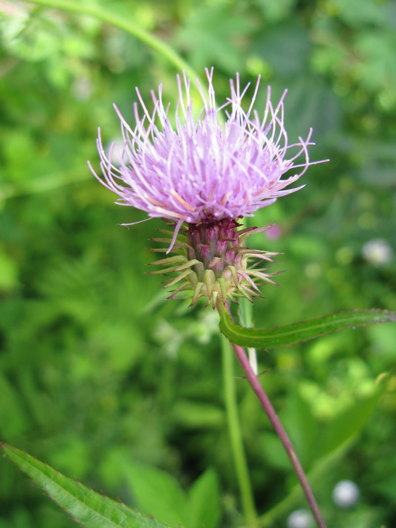 Cirsium amplexifolium photo 7