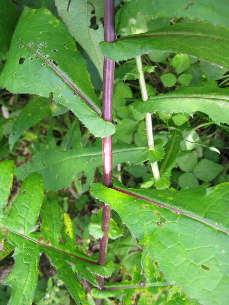 Cirsium amplexifolium photo 8