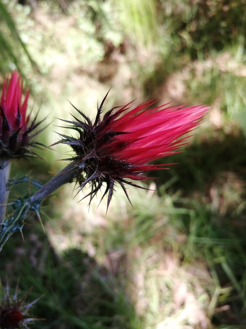 Cirsium anartiolepis photo 2