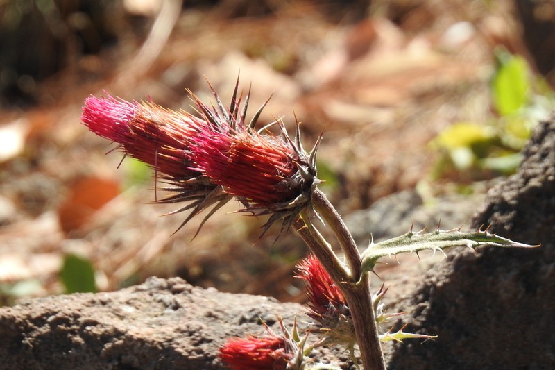 Cirsium anartiolepis photo 3