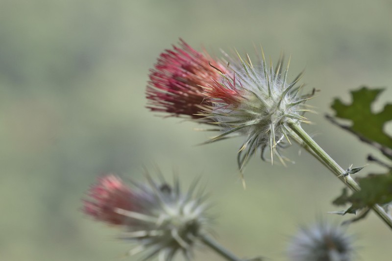 Cirsium anartiolepis photo 4