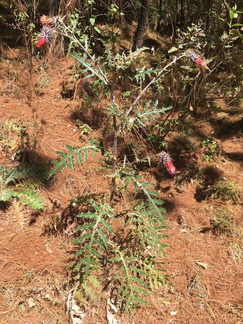 Cirsium anartiolepis photo 5