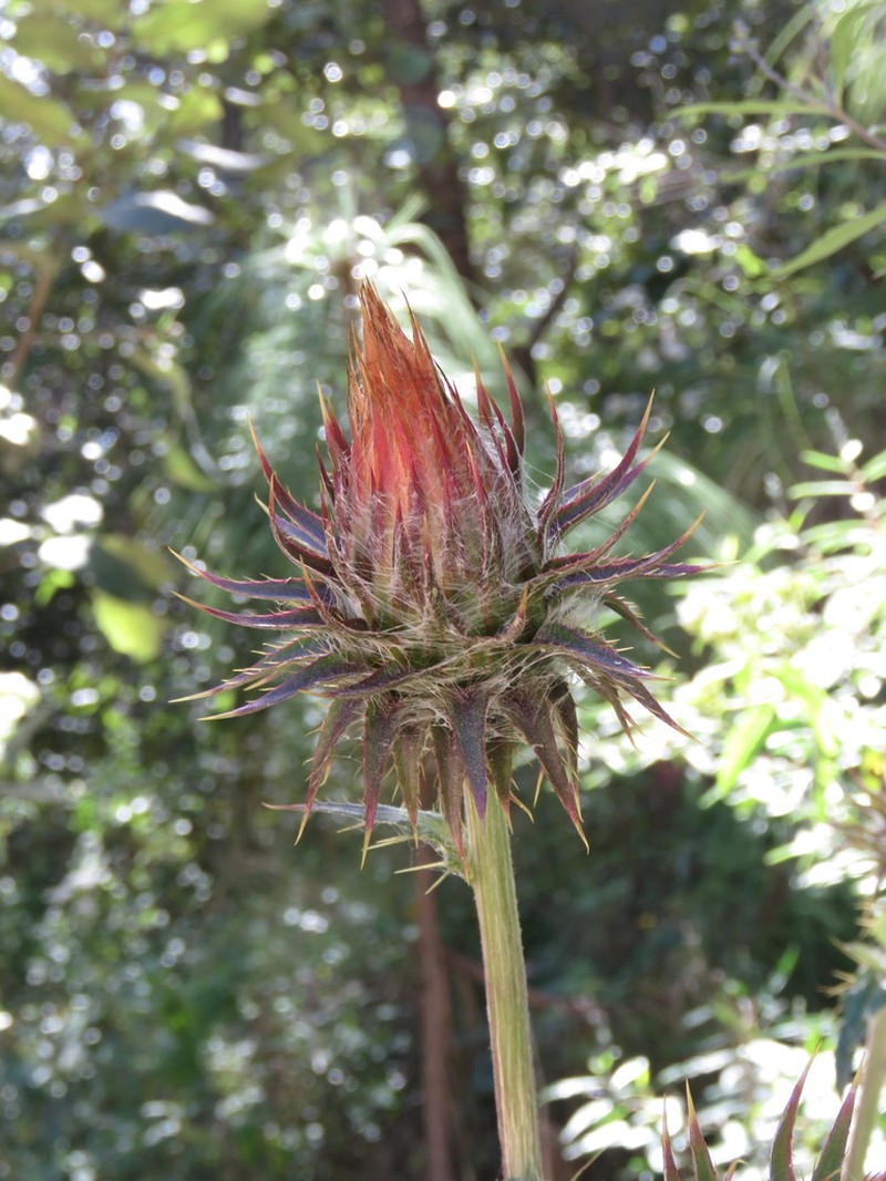 Cirsium anartiolepis photo 6