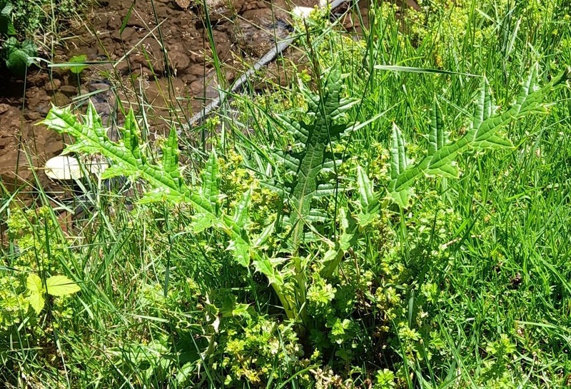 Cirsium anartiolepis photo 8