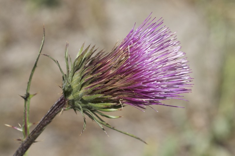 Rose Thistle