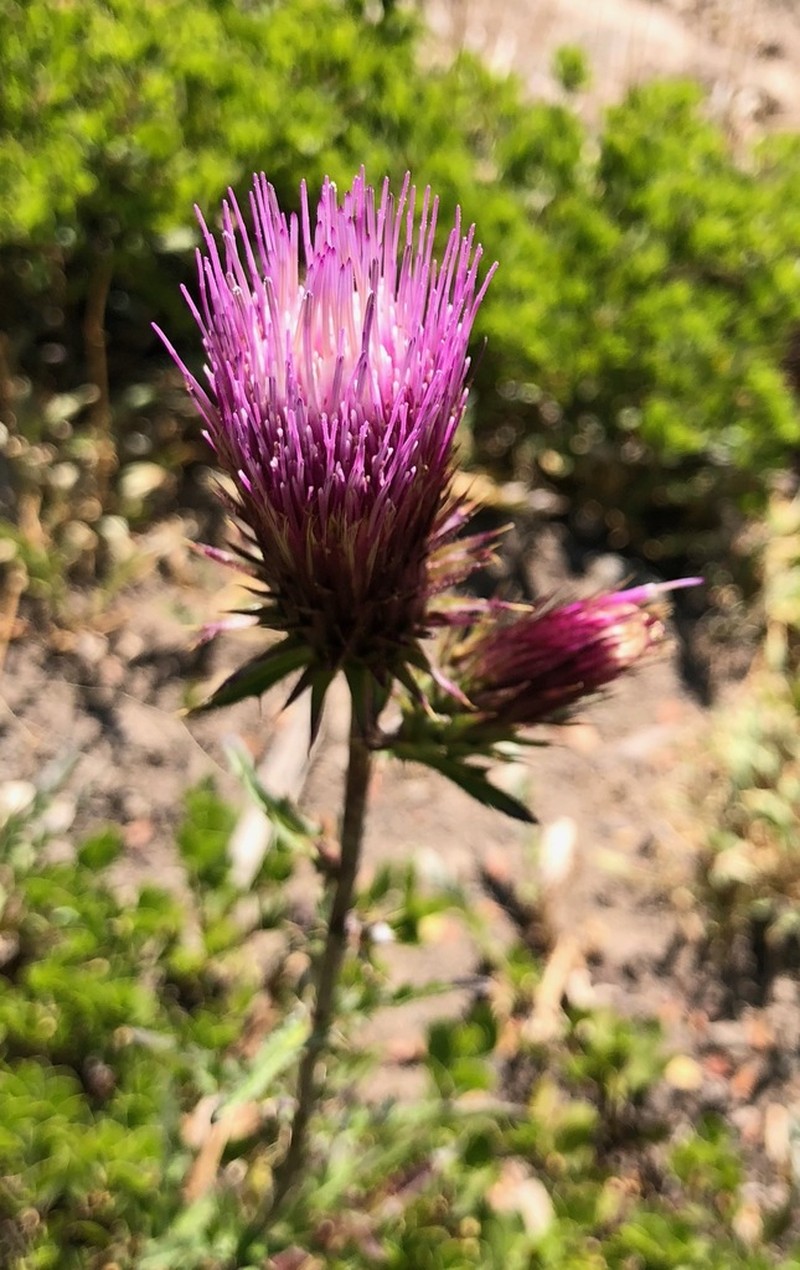 Rose Thistle