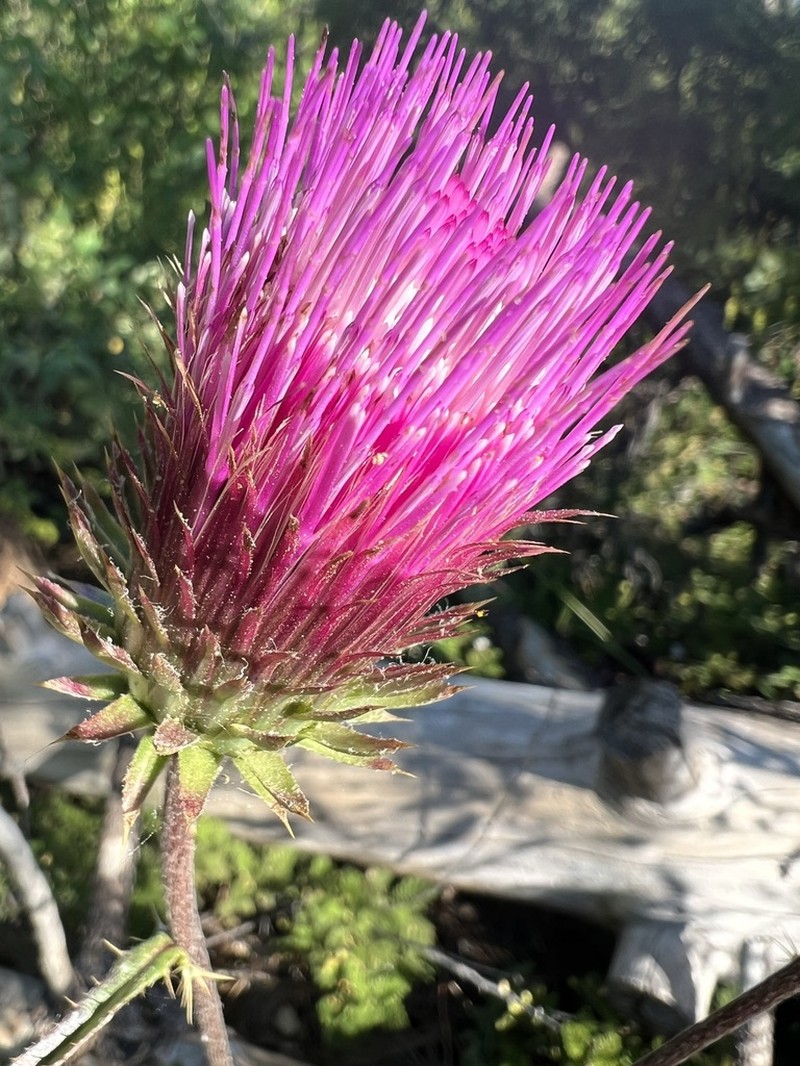 Rose Thistle photo 2