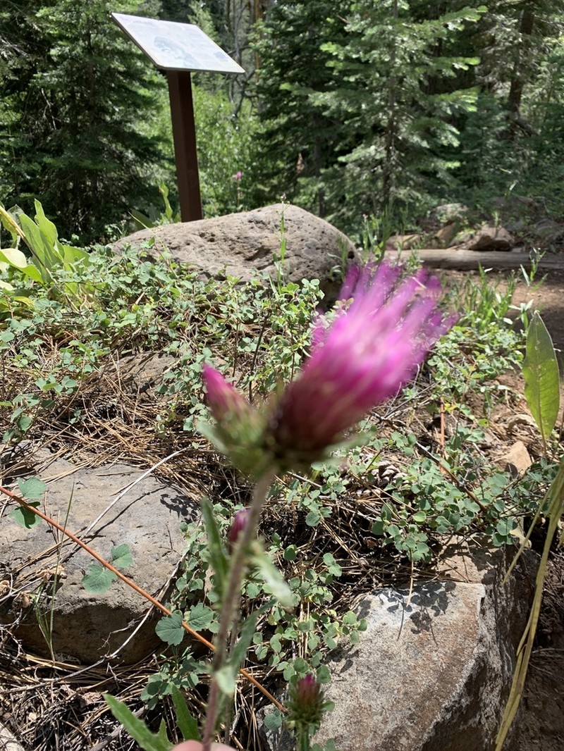 Rose Thistle photo 3