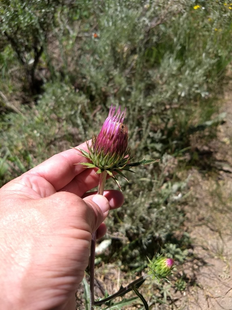 Rose Thistle photo 4