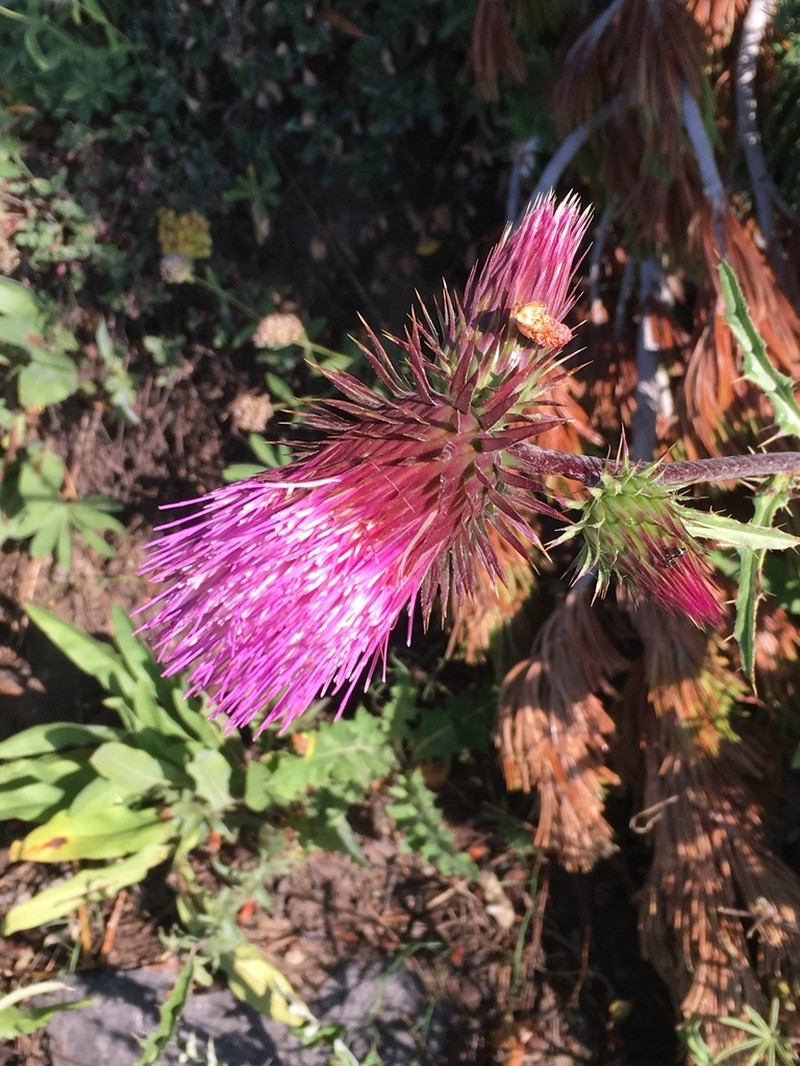 Rose Thistle photo 5