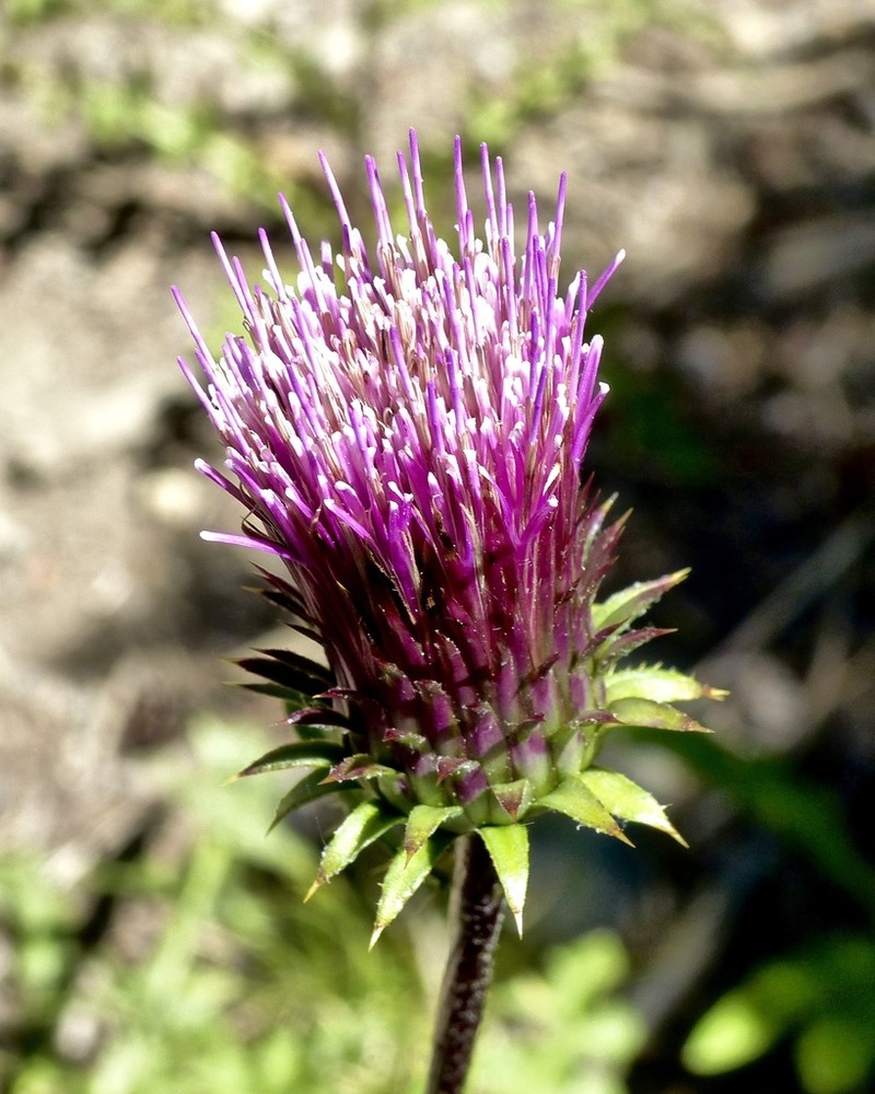 Rose Thistle photo 6