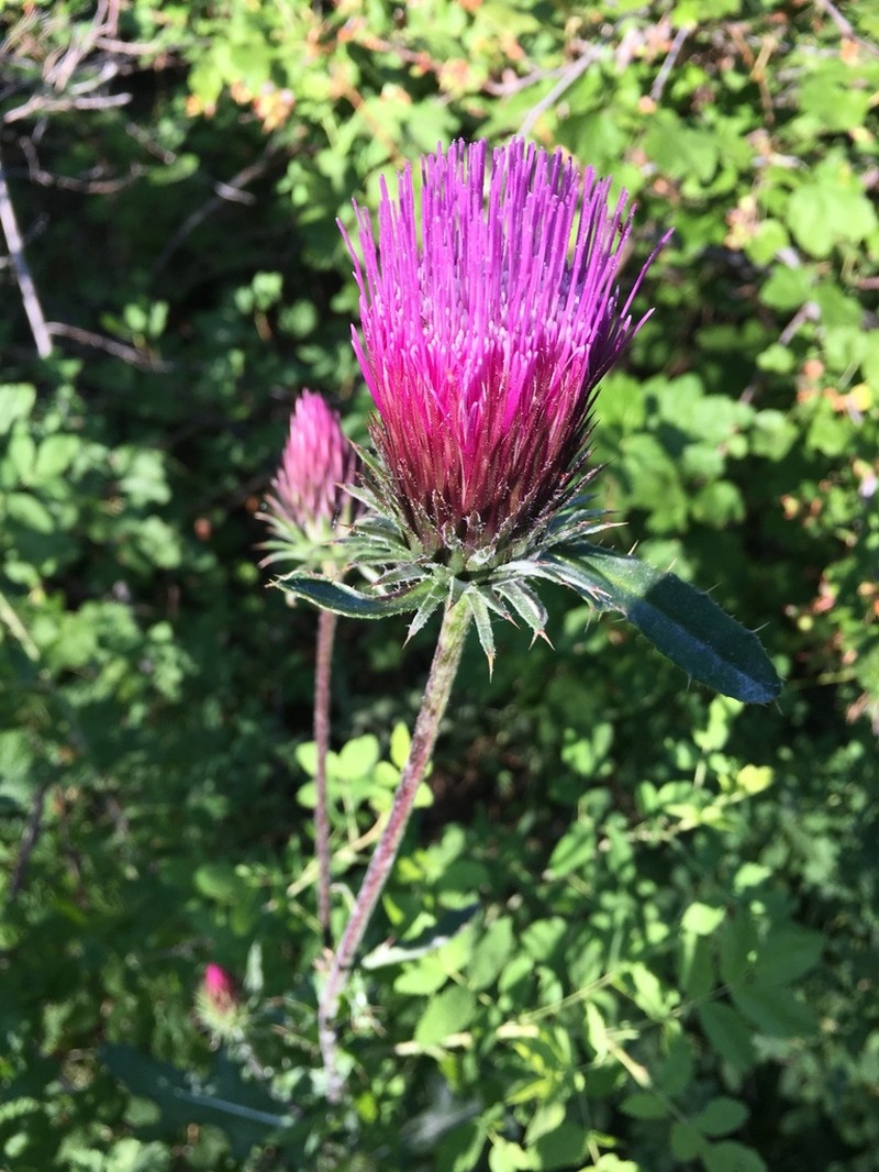Rose Thistle photo 7