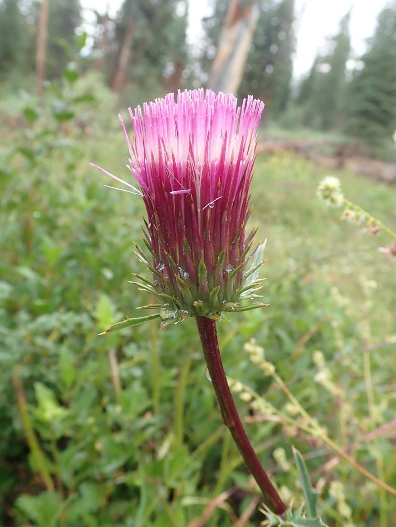 Rose Thistle photo 8