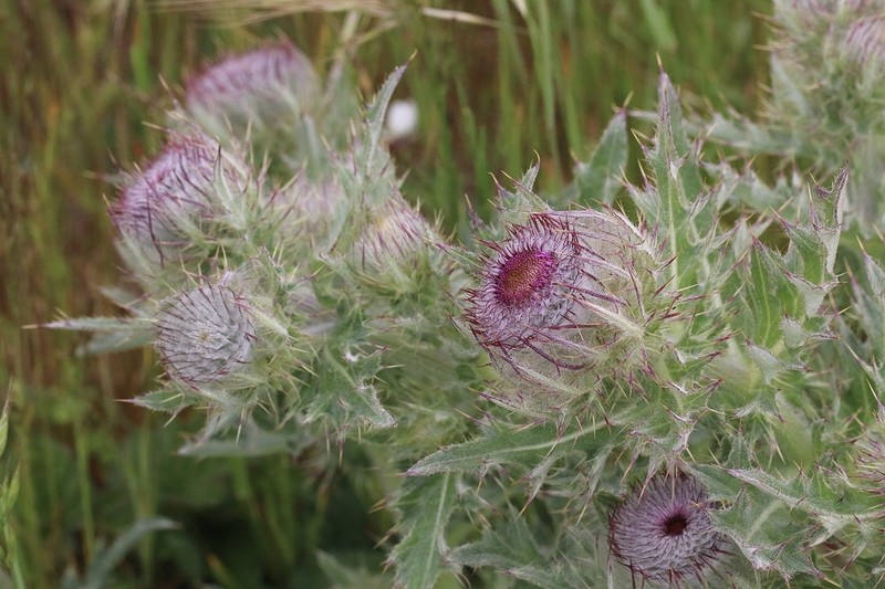 Franciscan Thistle