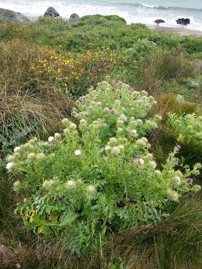 Franciscan Thistle photo 3