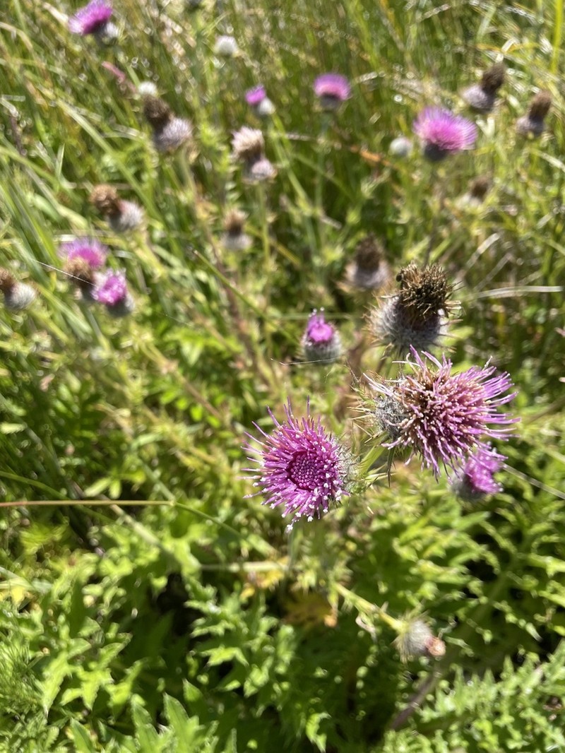 Franciscan Thistle photo 4
