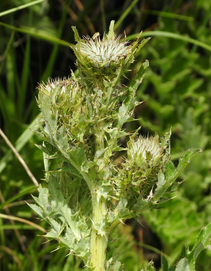 Franciscan Thistle photo 5