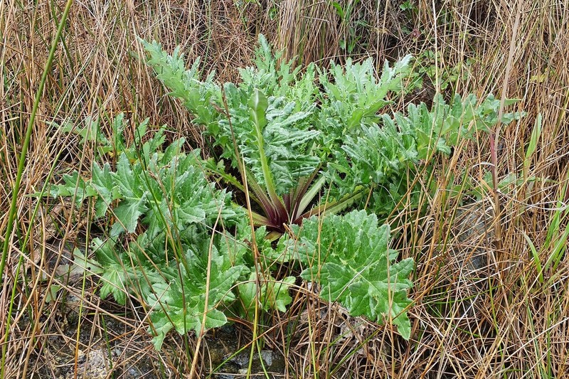 Franciscan Thistle photo 6