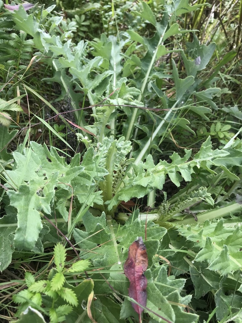 Franciscan Thistle photo 7