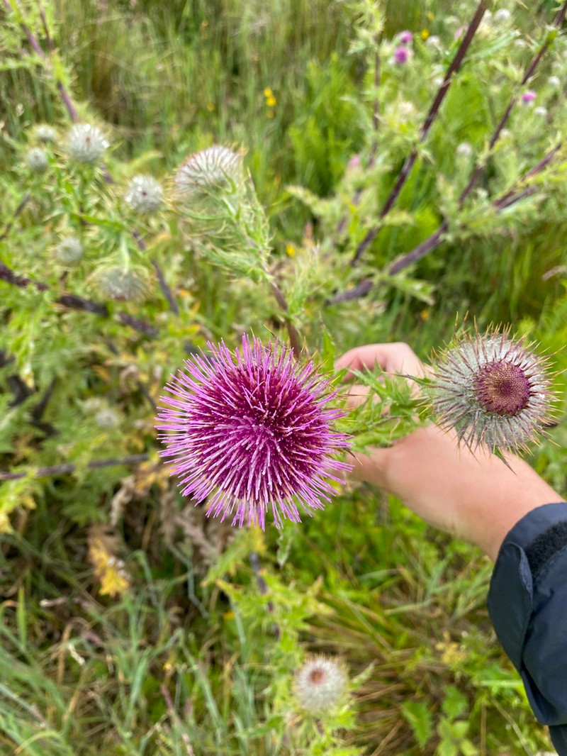 Franciscan Thistle photo 8