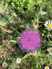 Cirsium aomorense