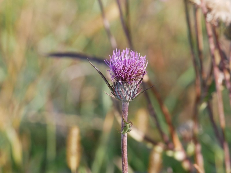 Cirsium aomorense photo 2