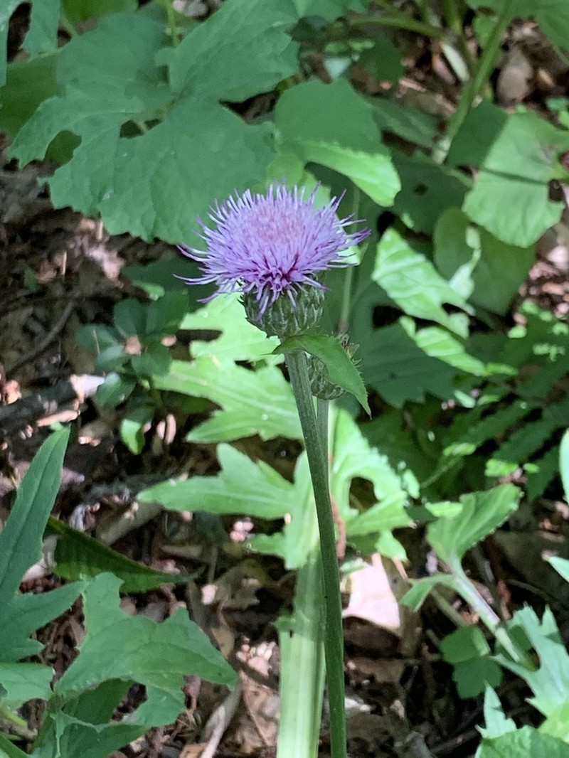 Cirsium aomorense photo 3